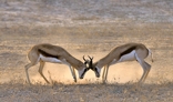 fotografie/mammals/South Africa_Duel_t.jpg